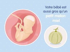 pregnancy-belly-fetal-development-week-25fr