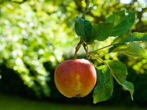 Healthy pregnancy diet and nutrition