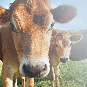 Baby allergies_01_EXPLORE_Allergies what you need to know