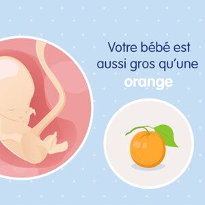 pregnancy-belly-fetal-development-week-14 fr