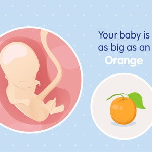 pregnancy week14 temporary