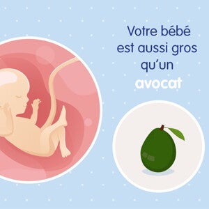 pregnancy-belly-fetal-development-week-16 fr