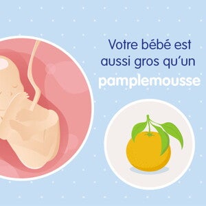 pregnancy-belly-fetal-development-week-19fr