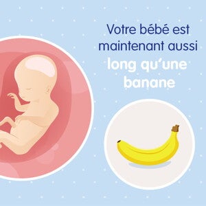 pregnancy-belly-fetal-development-week-20 fr