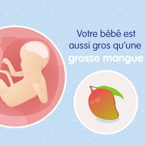 pregnancy-belly-fetal-development-week-23fr