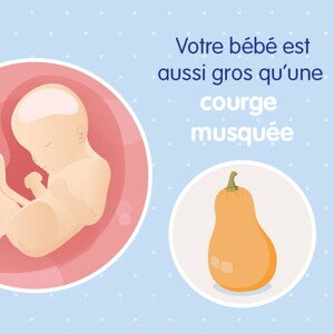 pregnancy-belly-fetal-development-week-29fr