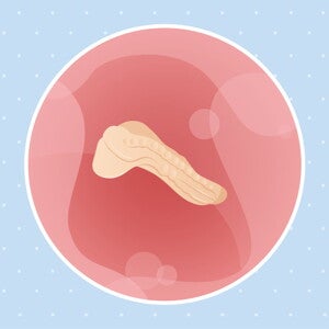 pregnancy belly fetal development week 3