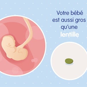 pregnancy-belly-fetal-development-week-4 fr