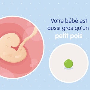 pregnancy-belly-fetal-development-week-5fr