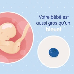 pregnancy-belly-fetal-development-week-7 fr