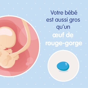 pregnancy-belly-fetal-development-week-8 fr